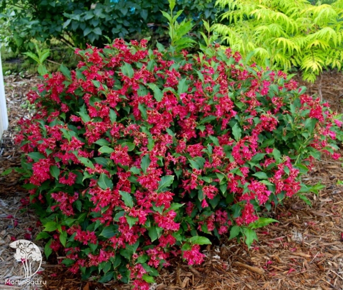 Вейгела цветущая ред принц