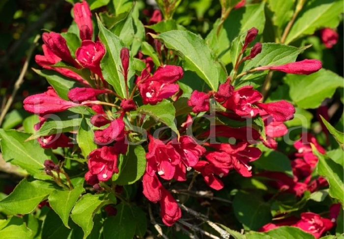 Вейгела марун свон