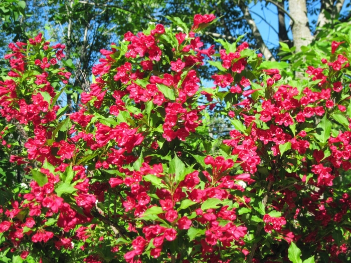 Вейгела бриан рубидор