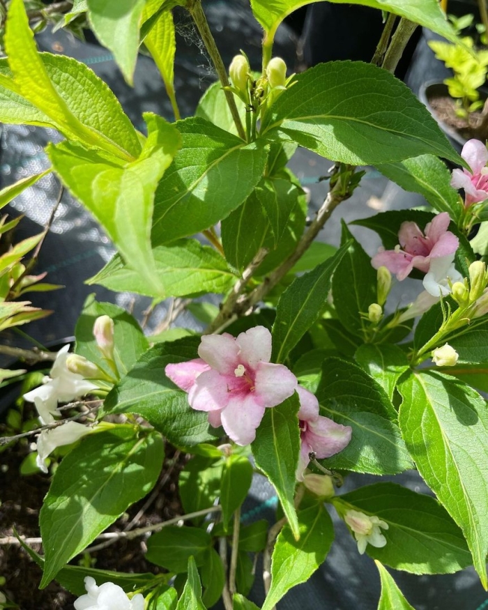 Цветок вейгела