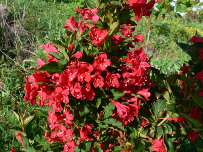 Вейгела цветущая red prince