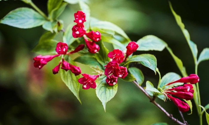 Вейгела ред принц