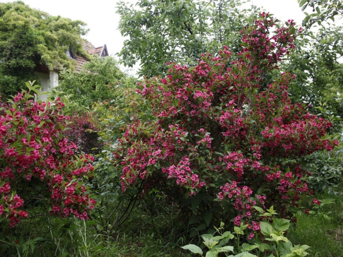 Вейгела цветущая бристоль руби