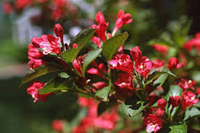 Вейгела марун свон