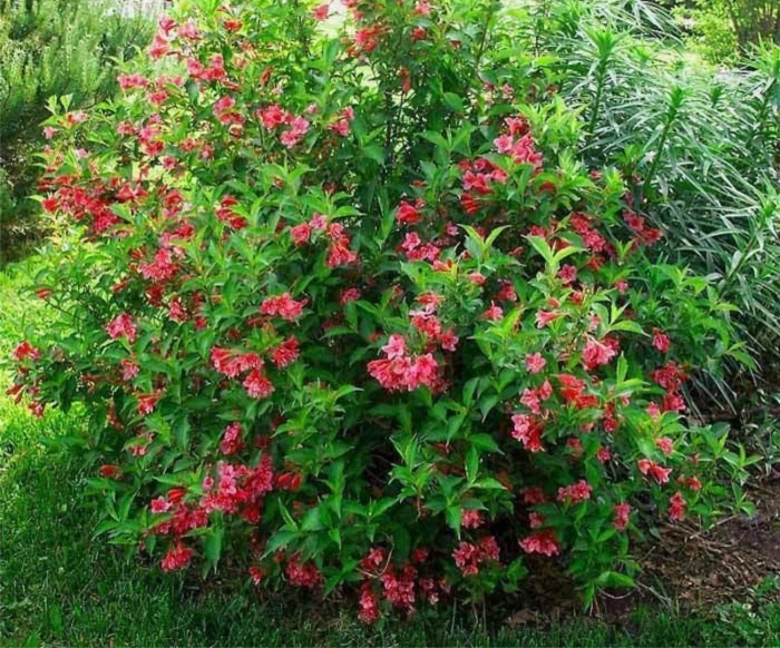 Куст вейгела