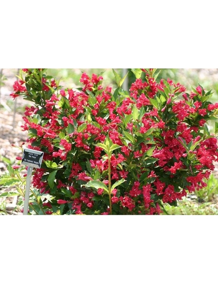 Вейгела ред принс