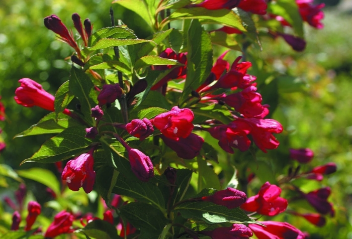 Вейгела цветущая weigela newport red
