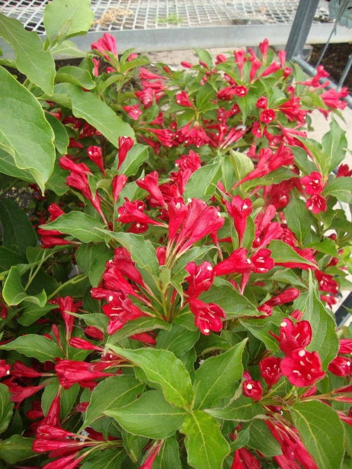 Вейгела цветущая люцифер