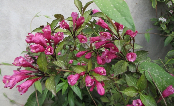 Вейгела флорида виктория