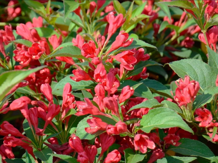 Вейгела олл саммер ред