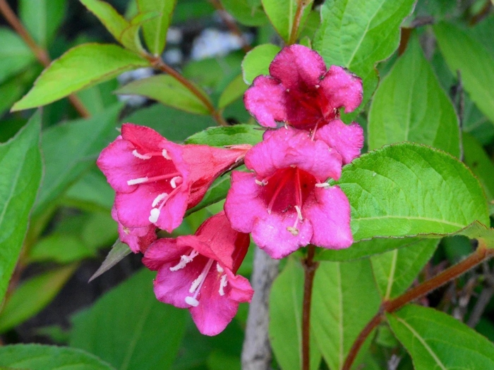 Вейгела бристоль руби