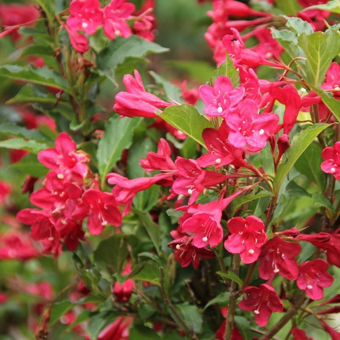 Вейгела цветущая ред принц