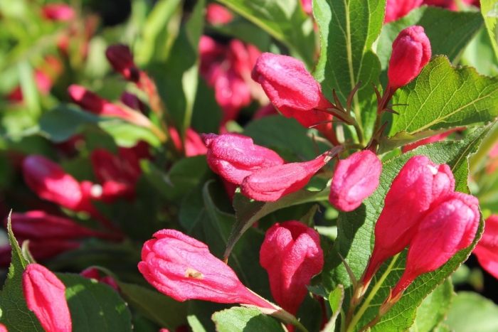 Вейгела цветущая weigela newport red