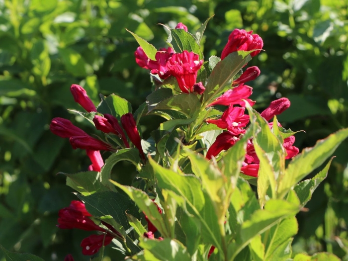 Вейгела кустарник