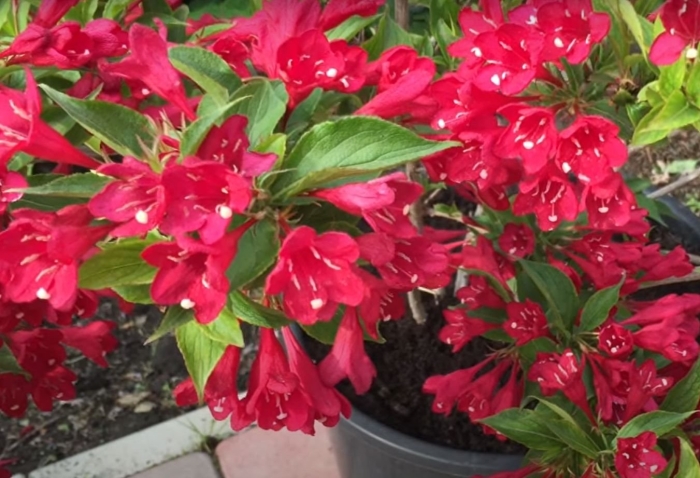 Вейгела гибридная олл саммэ ред