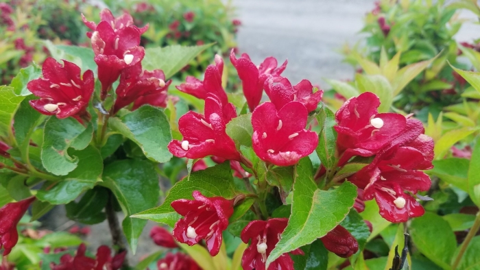 Вейгела черри лав