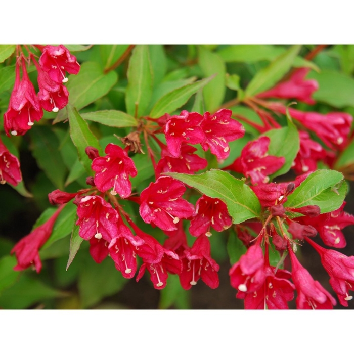 Вейгела ева ратке