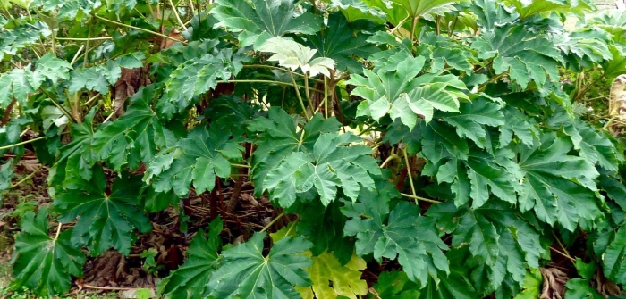 Tetrapanax papyrifer