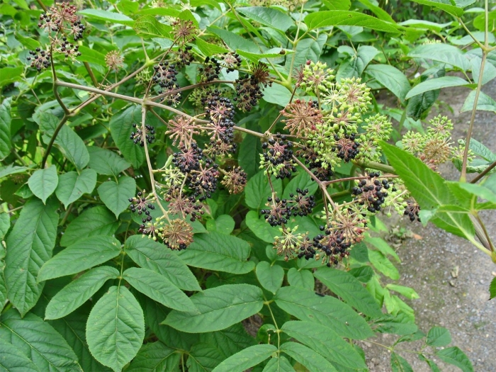 Аралия маньчжурская