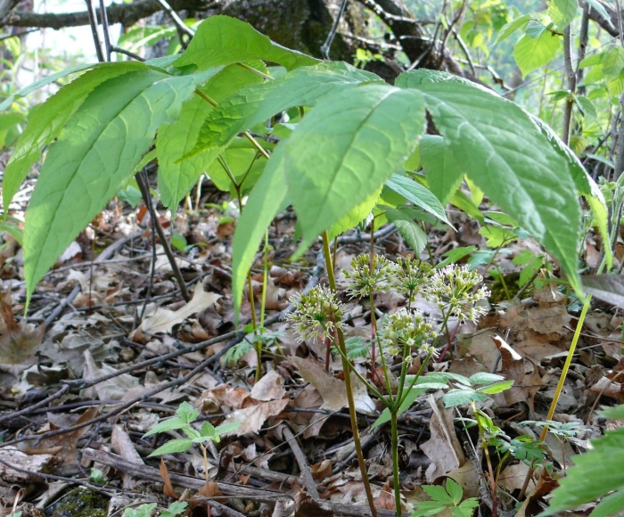 Aralia nudicaulis