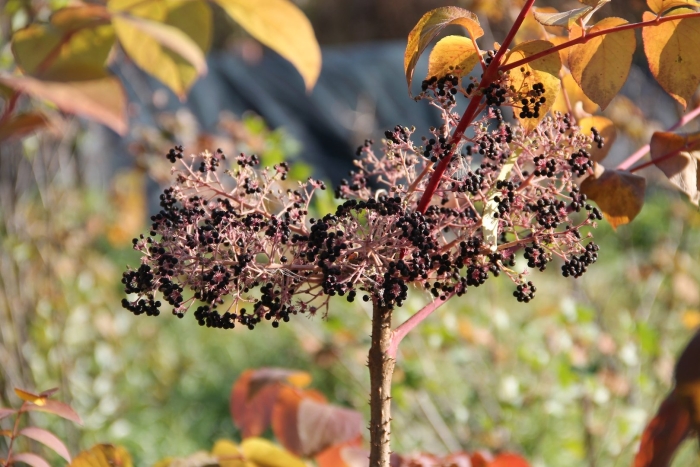 Аралия маньчжурская осень