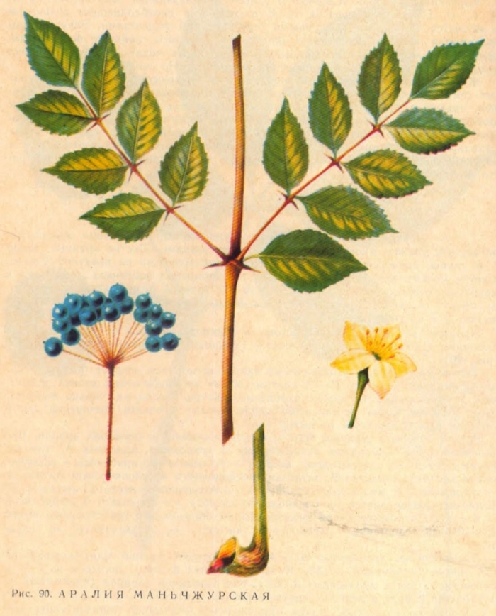 Аралия маньчжурская фармакогнозия