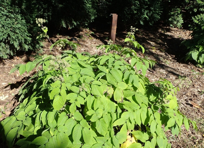 Aralia cordata