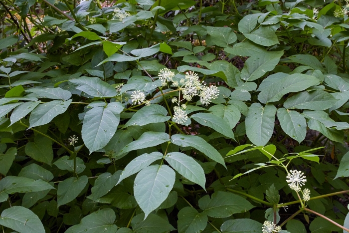 Аралия дальневосточная