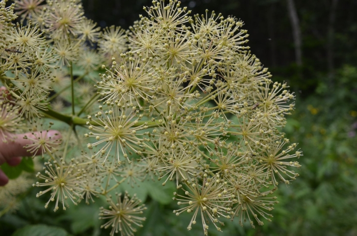Аралия сердцевидная aralia cordata
