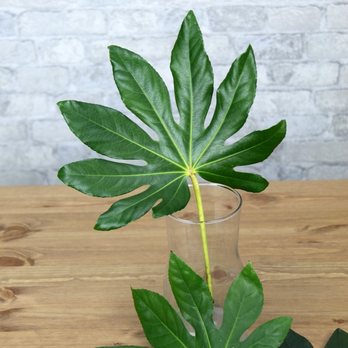 Аралия геншин