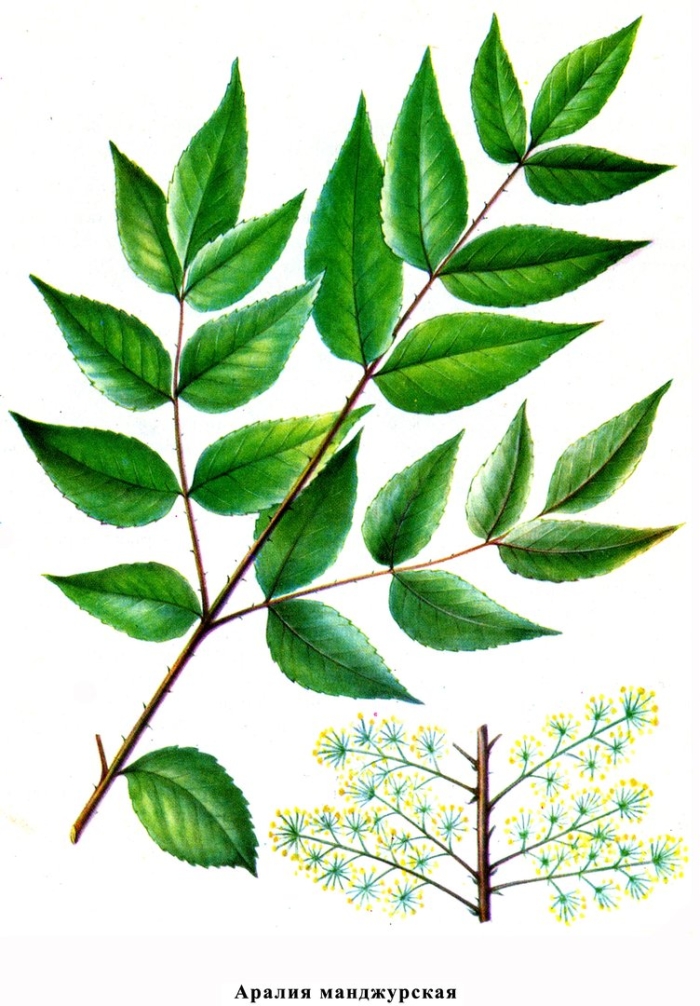 Аралии маньчжурской корни