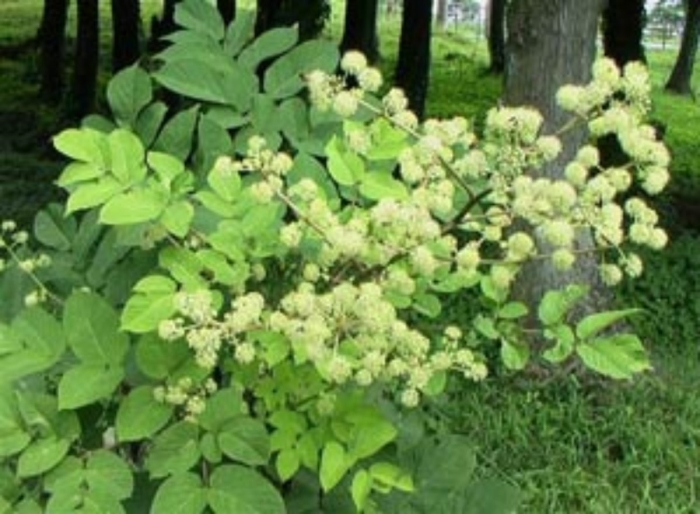 Аралия маньчжурская