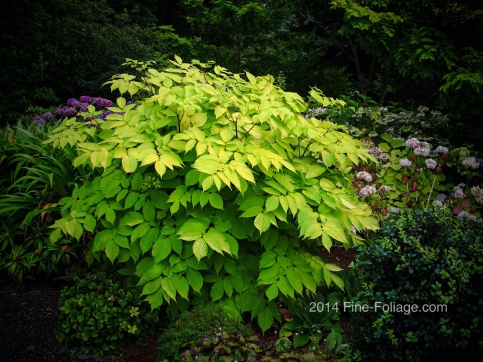 Аралия сердцевидная aralia cordata