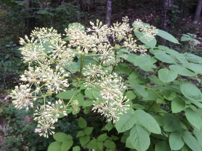 Аралия сердцевидная aralia cordata