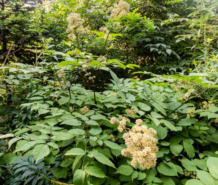 Аралия сердцевидная