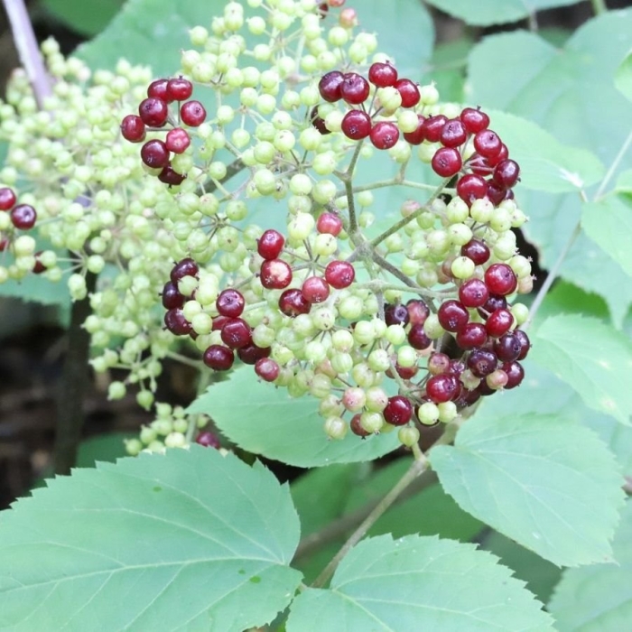 Aralia racemosa