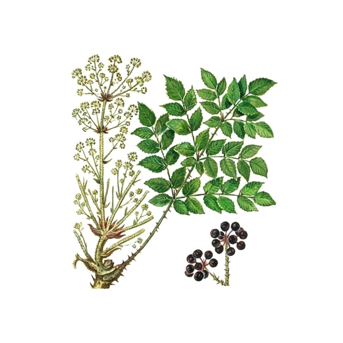 Аралия маньчжурская фармакогнозия