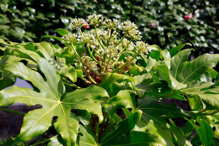 Фатсия японская аралия