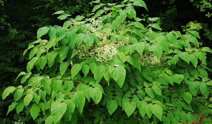 Аралии маньчжурской корни