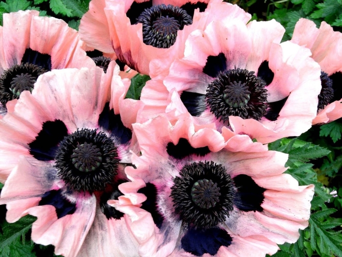 Мак папавер