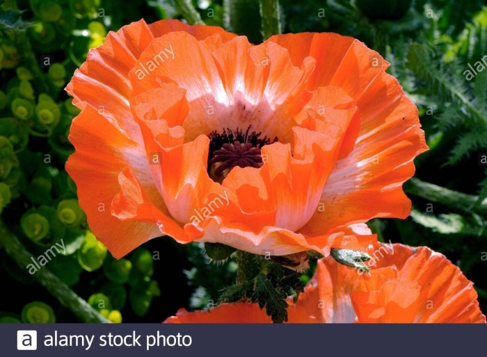 Мак восточный picotee