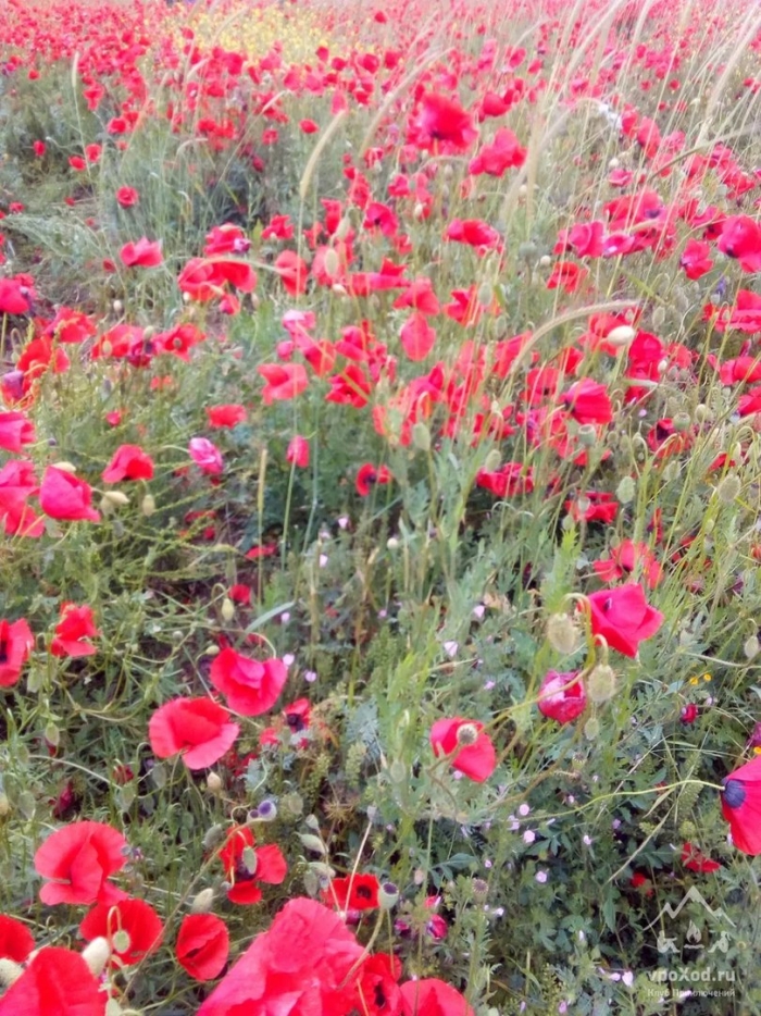 Маки цветок