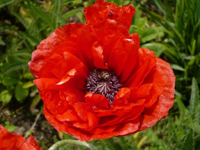 Мак восточный папавер