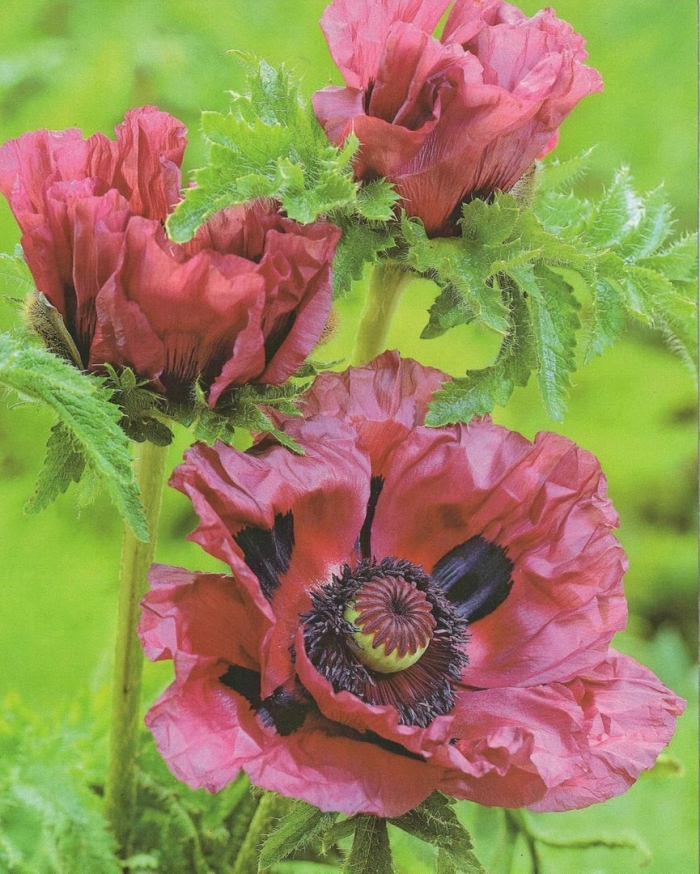 Papaver orientale patty's plum