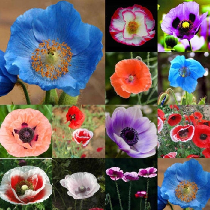 Меконопсис гималайский