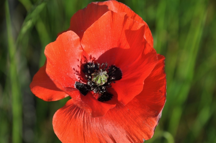 Papaver commutatum