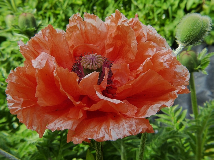 Мак папавер