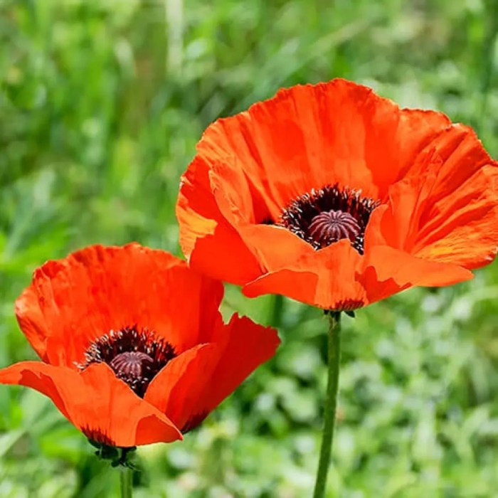 Papaver orientale