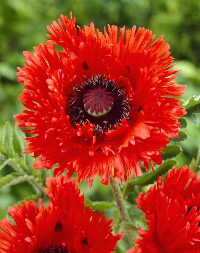 Мак восточный turkenlouis