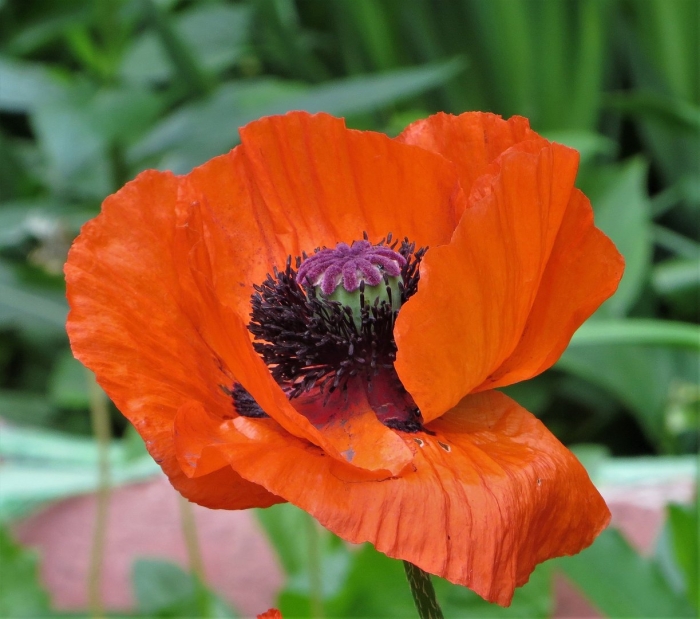 Мак алый махровый